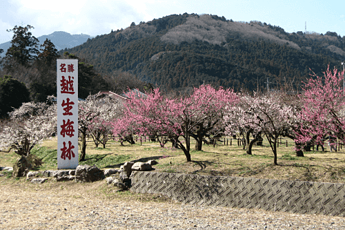 越生梅林
