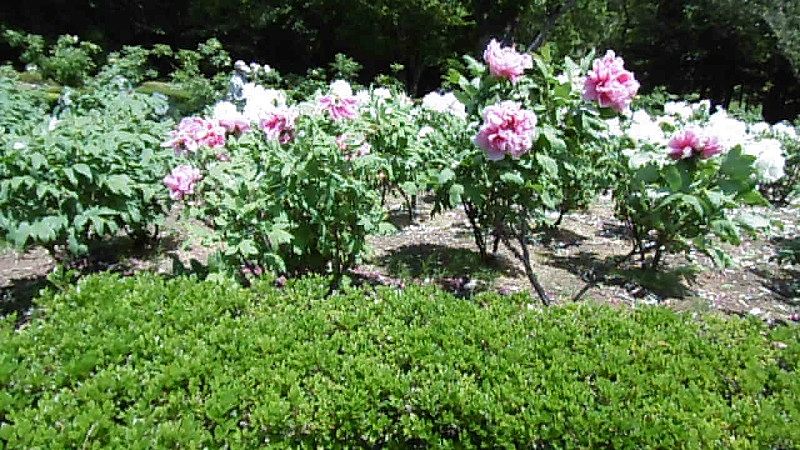 東松山市ぼたん園