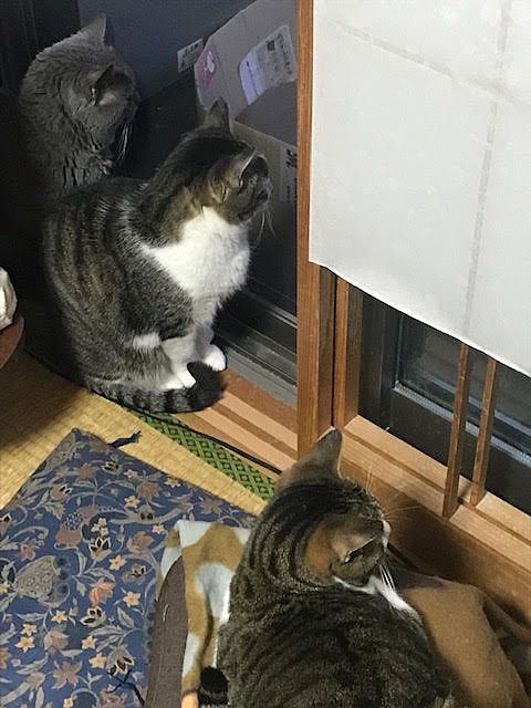 気になるニャー
