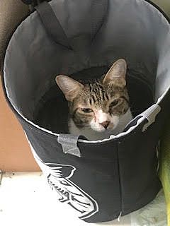 『ねこホーダイ』に賛否両論
