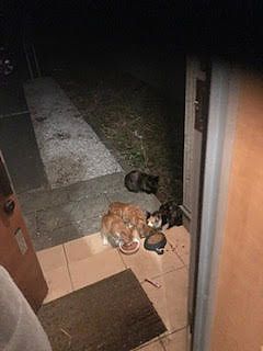 まじか～！こんなにいたのか～